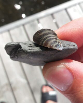 Moule-zebree