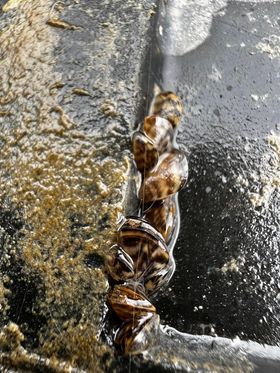 moule-zebre2