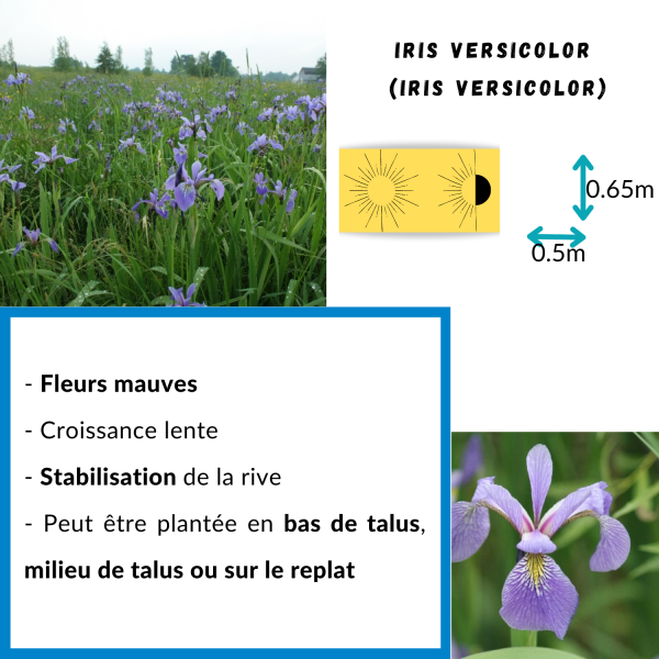 Iris Versicolor – Image 2