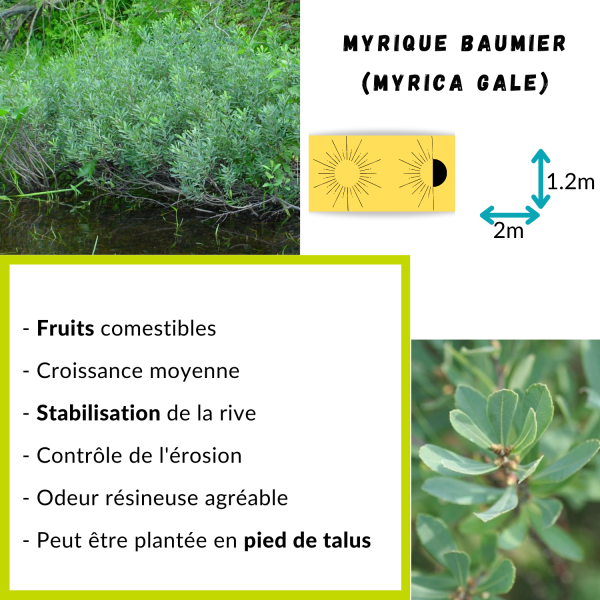 Myrique Baumier (Myrica Gale) – Image 2