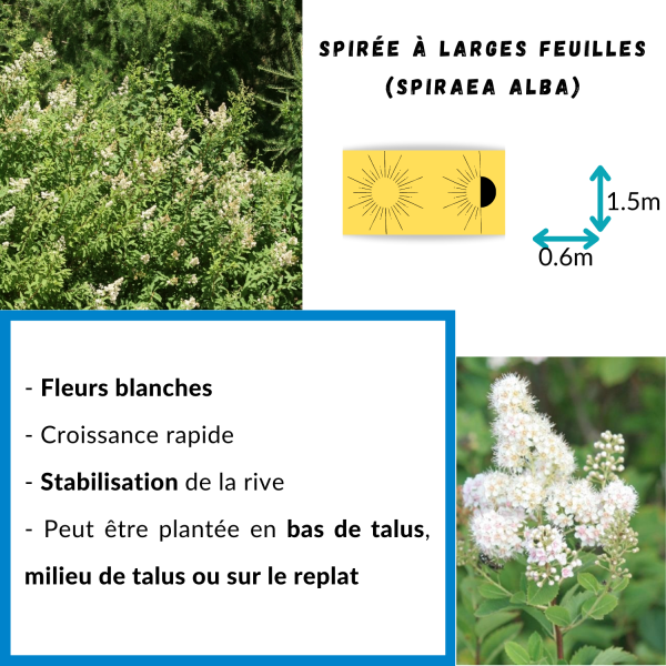 Spirée à larges feuilles (Spiraea Alba) – Image 2